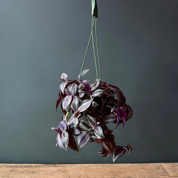 Tradescantia Zebrina