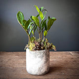 ZZ Plant