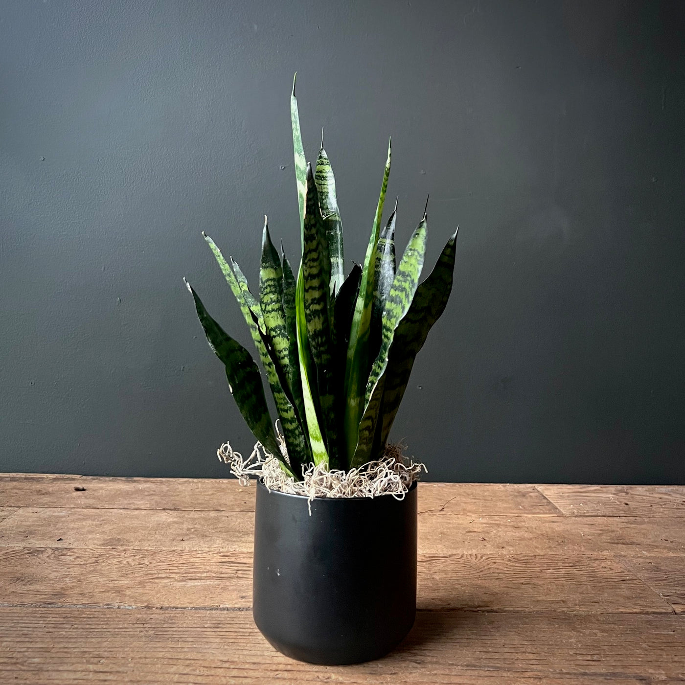 sansevieria black coral Shop Sansevieria 'Black Coral'