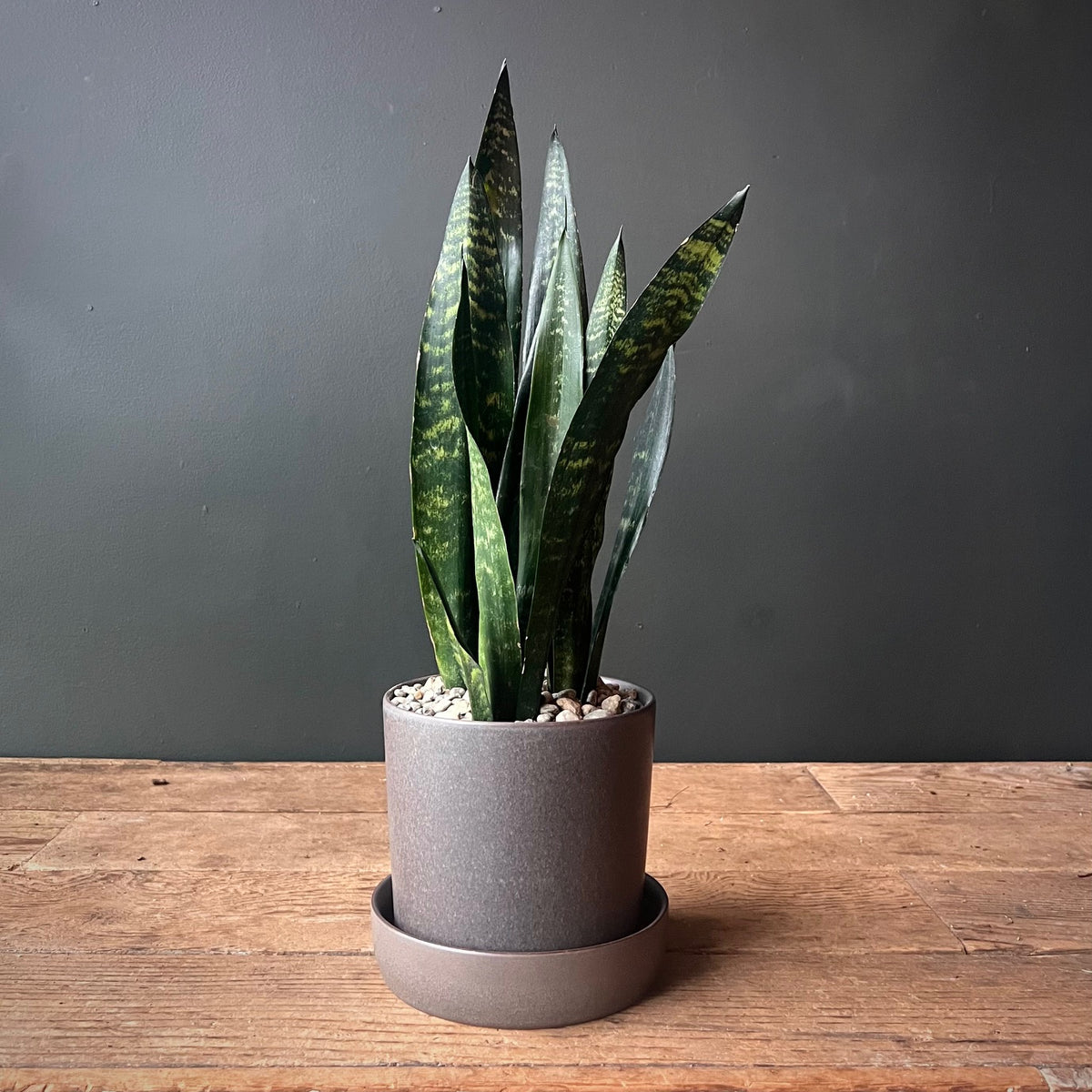Shop Sansevieria 'Black Coral'