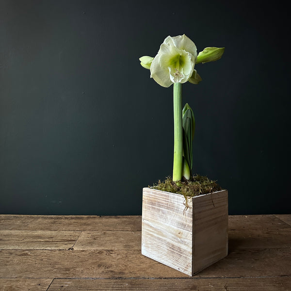 Amaryllis in White Wood Box
