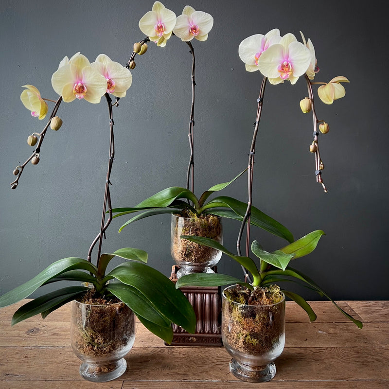 Phalaenopsis Orchid
