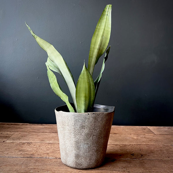 Moonshine Sansevieria