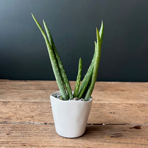 Aloe Vera