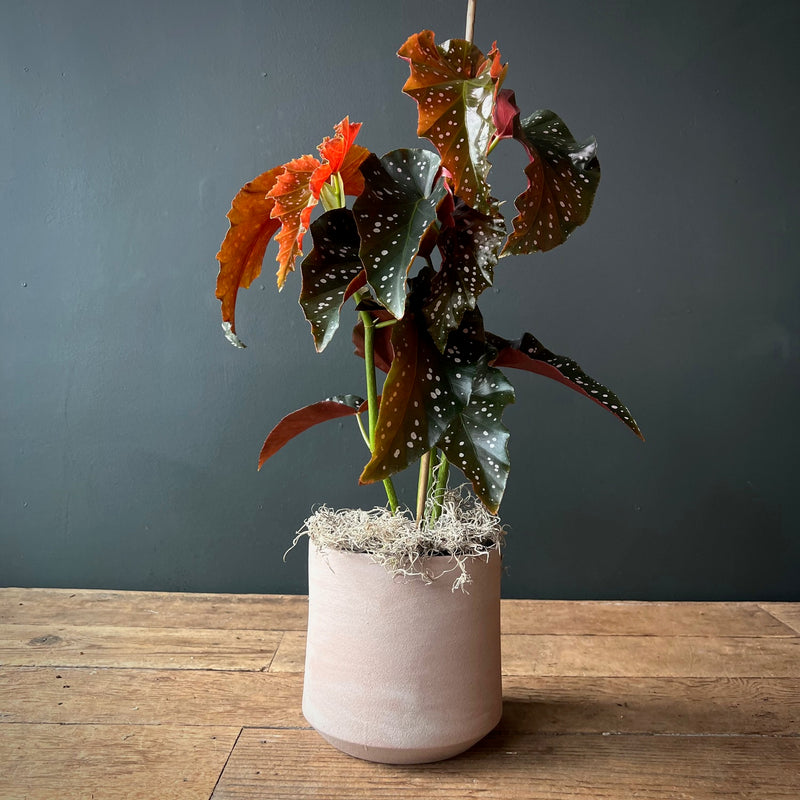 Begonia Coccinea