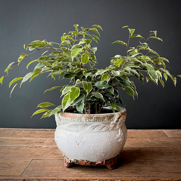 Weeping Fig