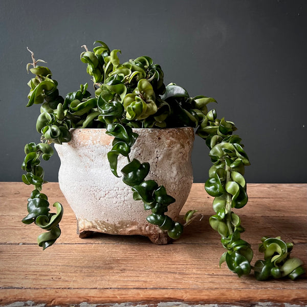 Hoya Carnosa