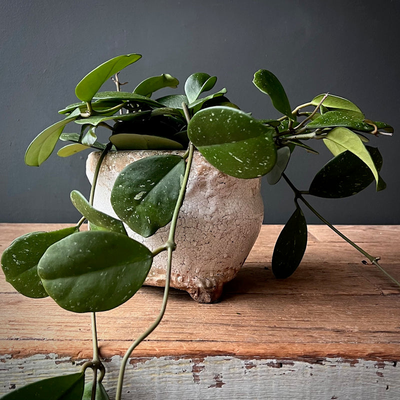 Wax Plant