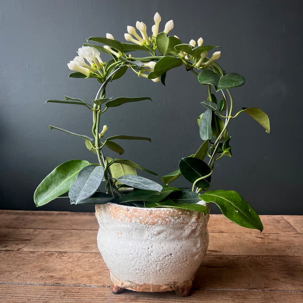 Madagascar Jasmine