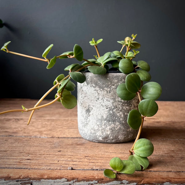 Peperomia 'Hope'