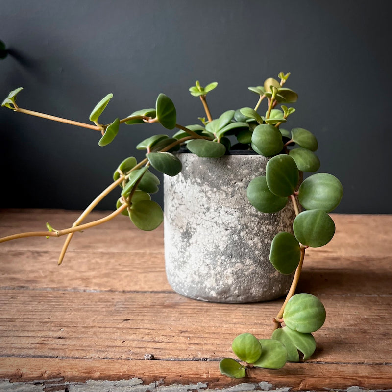 Peperomia 'Hope'