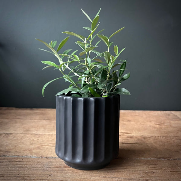 Common Olive