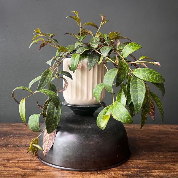 Lipstick Plant 'Black Pagoda'