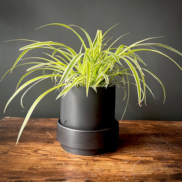 Spider Plant