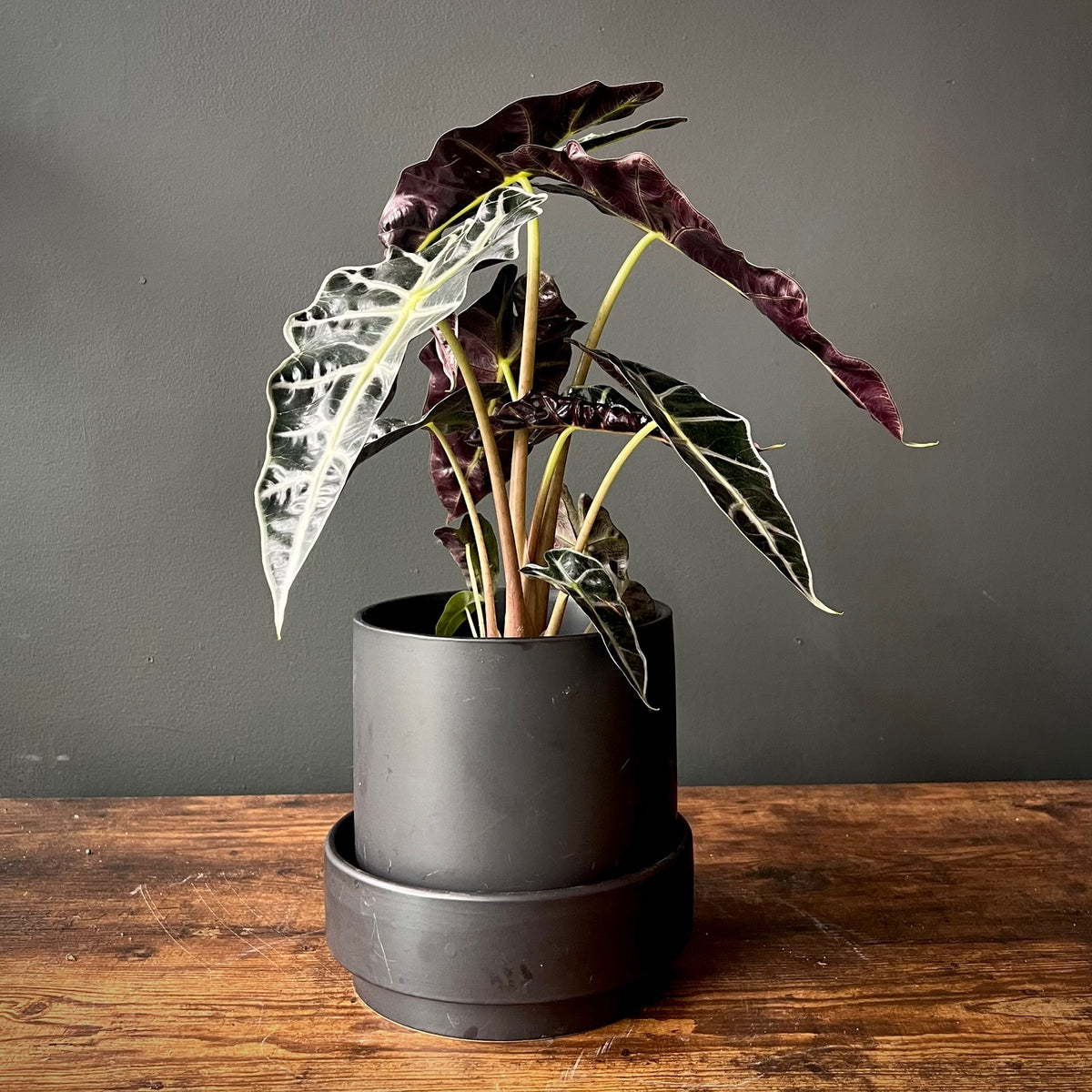 Alocasia Amazonica 'Polly' | Striking Indoor Plant