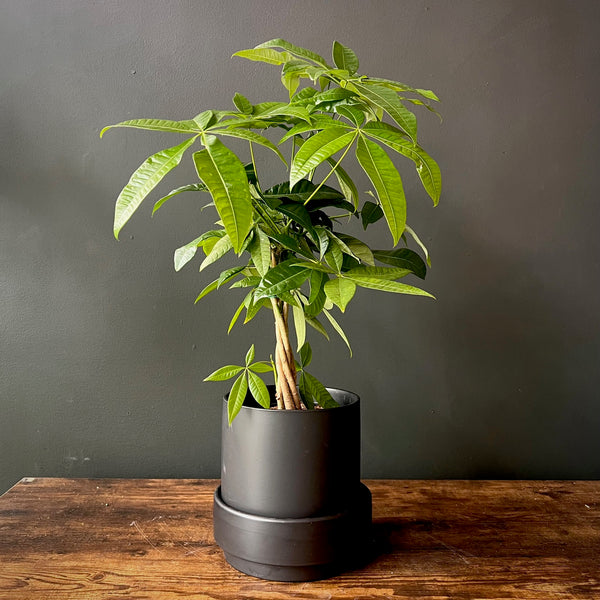 Money Tree