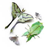 Moth and Myth