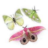 Moth and Myth