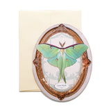 Moth and Myth