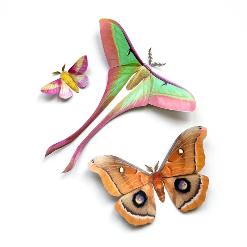 Moth and Myth