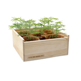 NEW Bonsai Forest Box