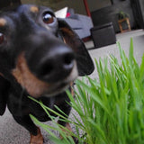 Garden in a Bag Dog Grass