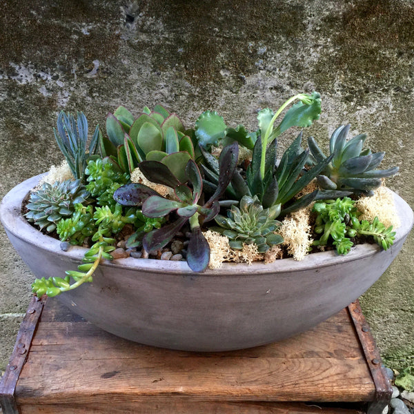 Succulents & Slate