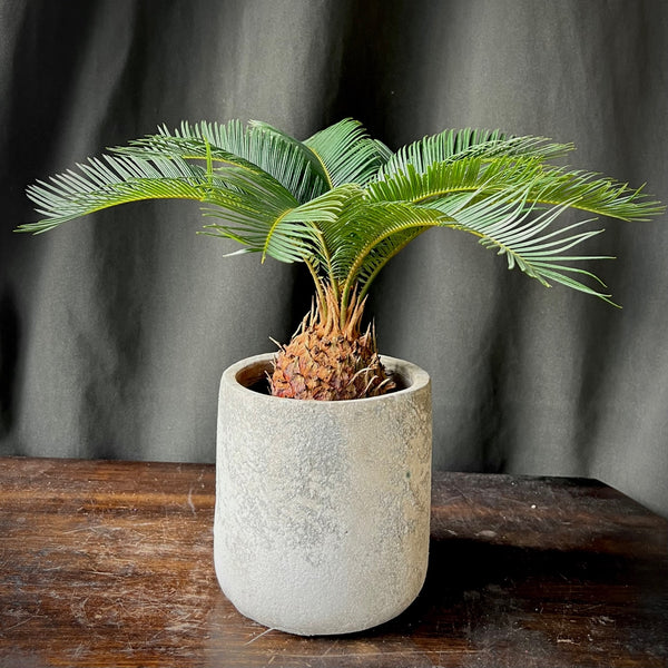 Sago Palm