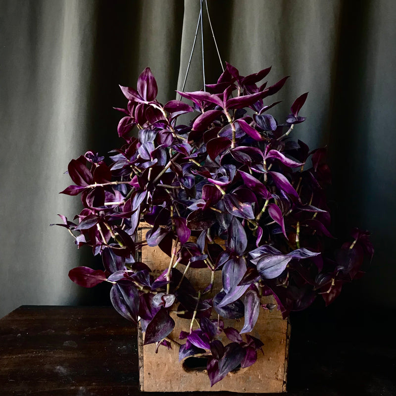 Tradescantia Zebra