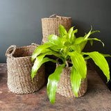 Hacienda Baskets