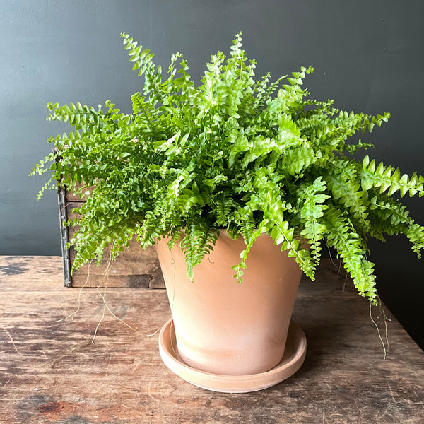 Terra Cotta Pot & Saucer