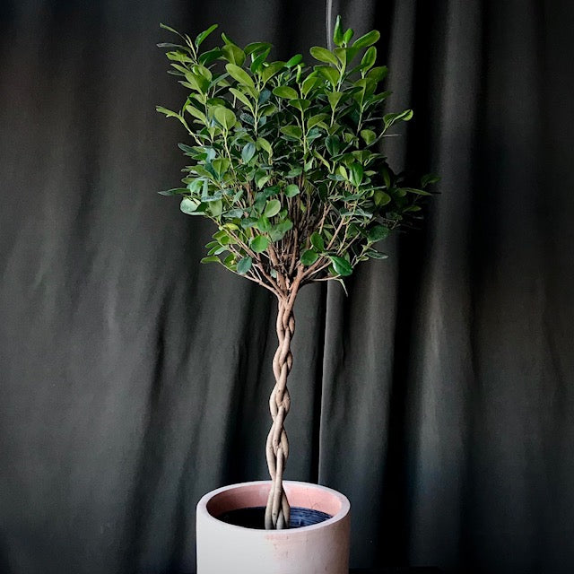 Ficus Moclame