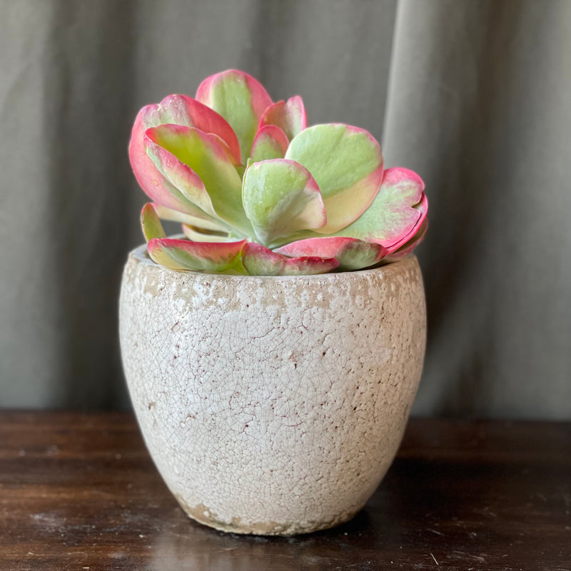 Kalanchoe Thyrisiflora