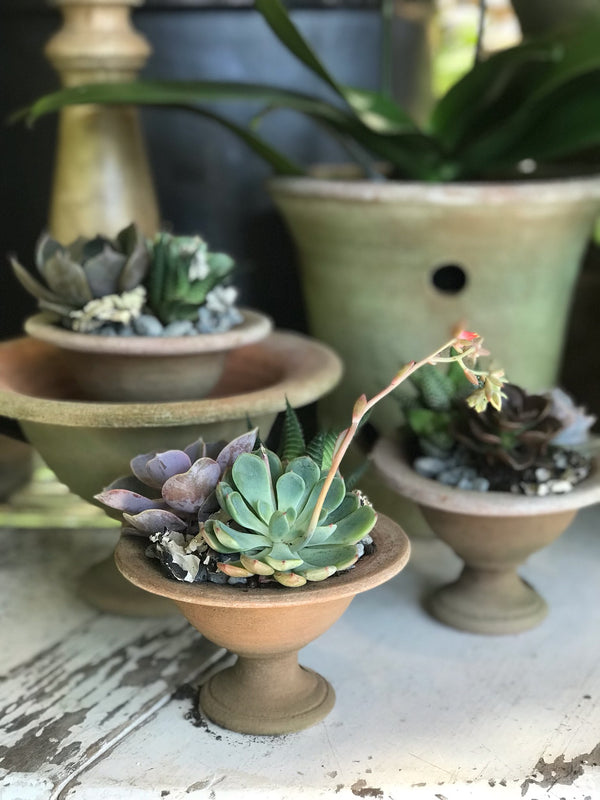 Miniature Succulent Garden