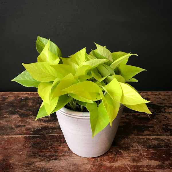 Pothos ‘Neon’