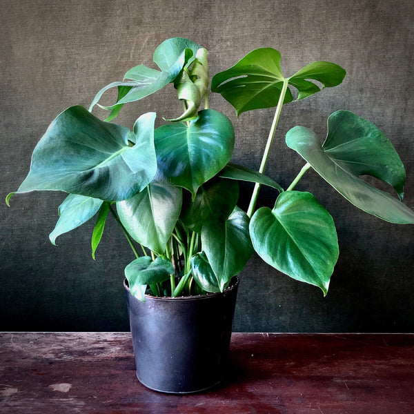 Monstera
