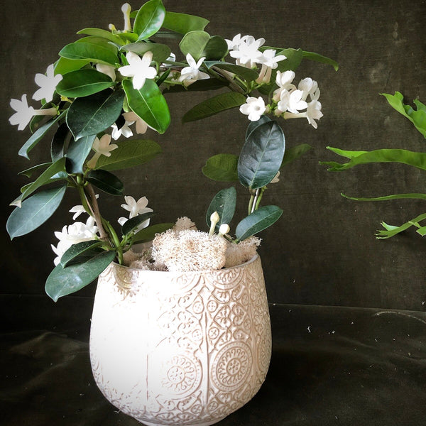 Stephanotis Wreath