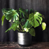 Monstera