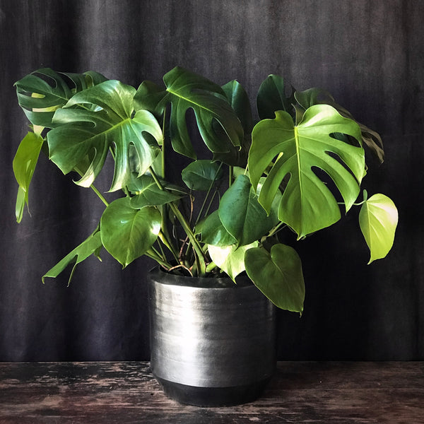 Monstera