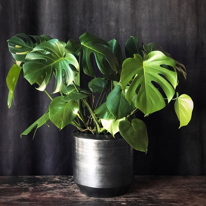 Monstera