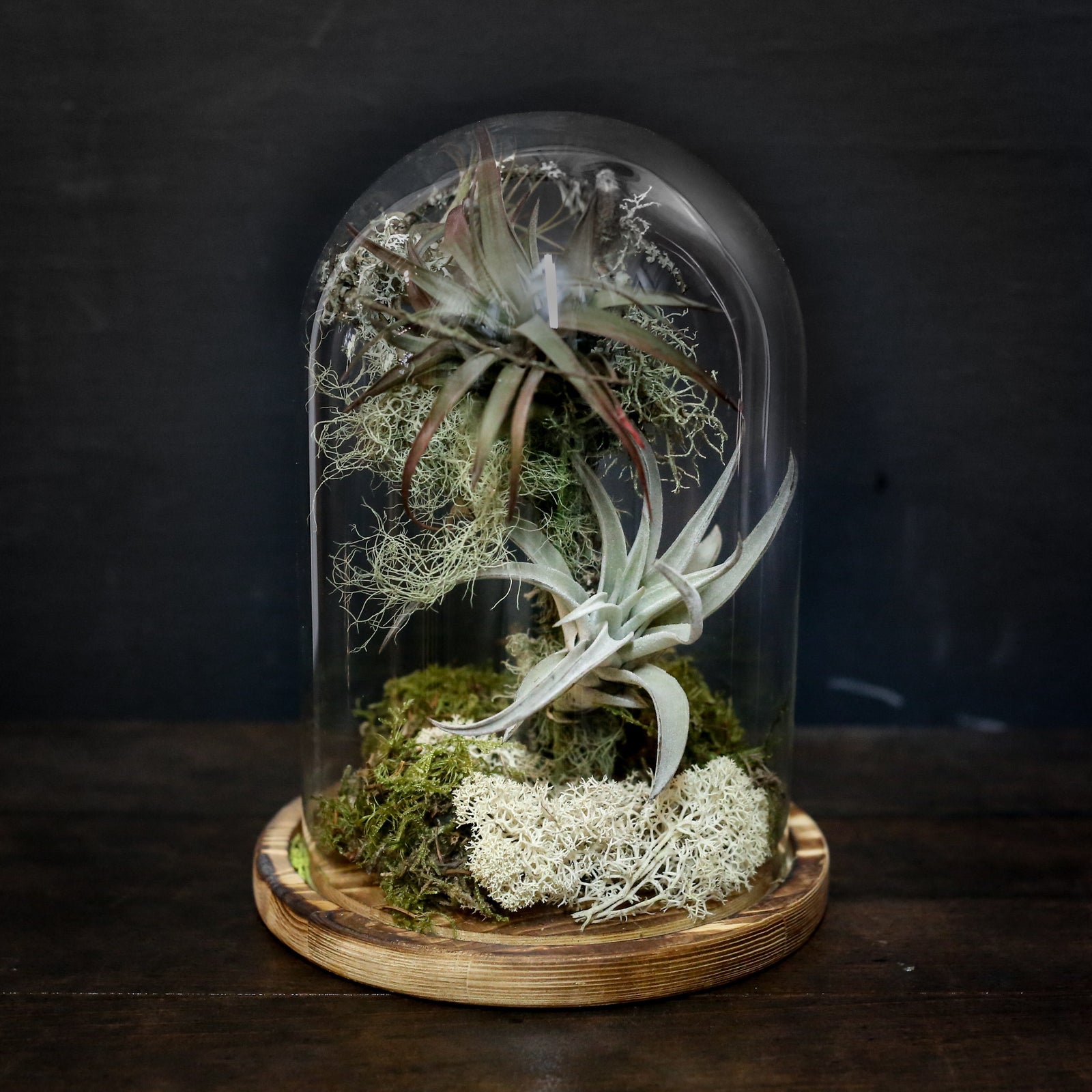 air plant in closed terrarium Buy Tillandsia Terrarium Trio