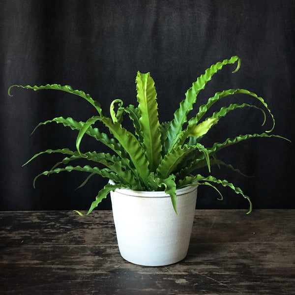 Bird's Nest Fern 'Victoria'