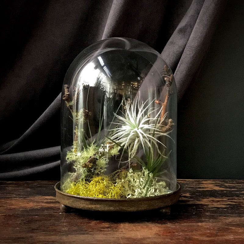 air plant in closed terrarium Tillandsia Terrarium