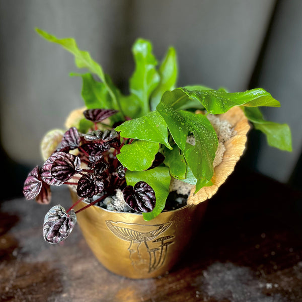 Mushroom Planter