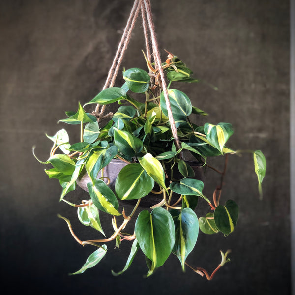 Variegated Philodendron