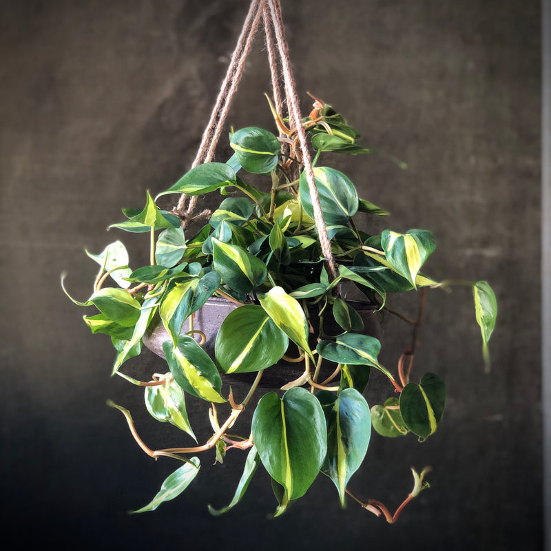 Variegated Philodendron cordatum