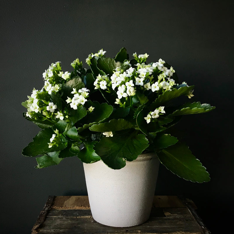Kalanchoe & Juniper