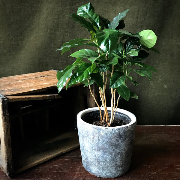 Coffee Plant