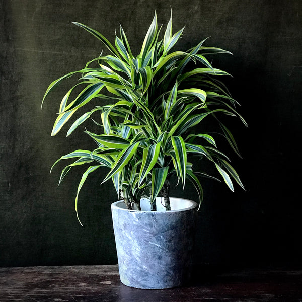 Spider Plant – Terra Bella Flowers