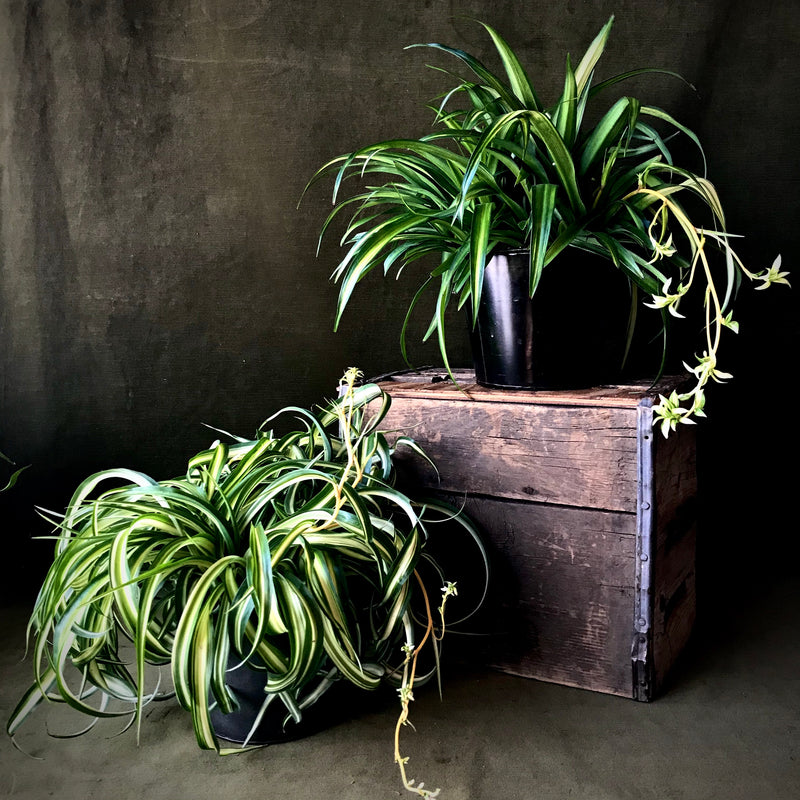  Spider Plant Indoor